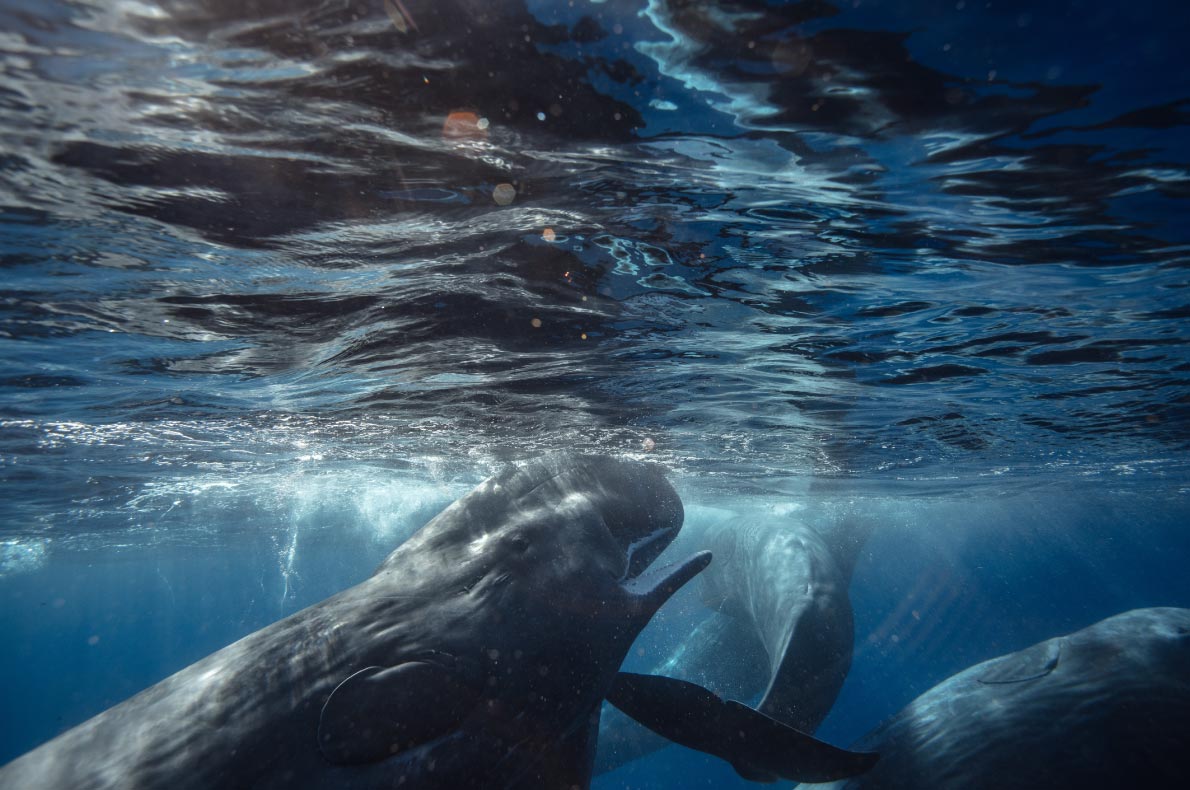 Best sustainable destiantions in Europe - Azores - Sperm whales - copyright Willyam Bradberry   - European Best Destinations