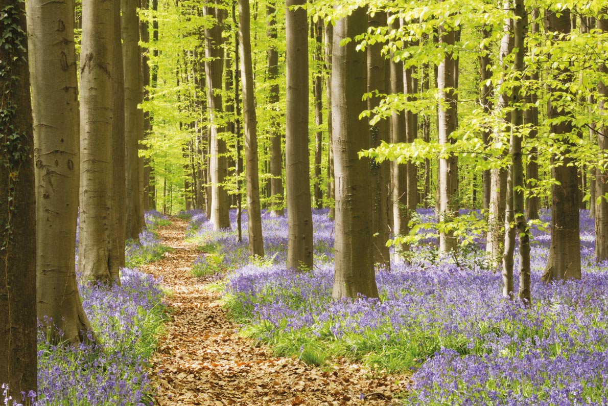 Most beaufitul landscapes in Europe - Hallerbos Forest -Copyright Sara Winter - European Best Destinations